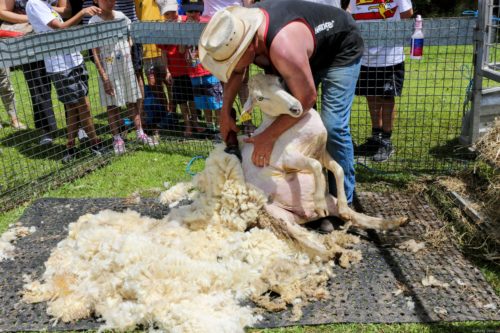 Sheep shearing