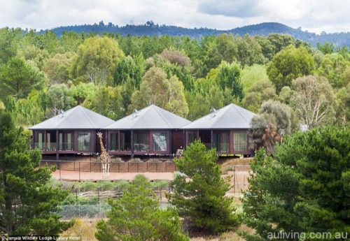 GiraffeXTreehouses-2
