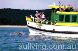curranulla-with-dolphins