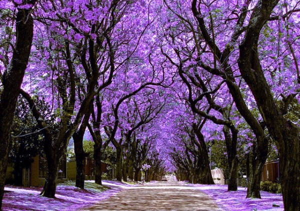C:\Users\Sophia\AppData\Local\Microsoft\Windows\INetCache\Content.Word\jacaranda-1-600x422.jpg