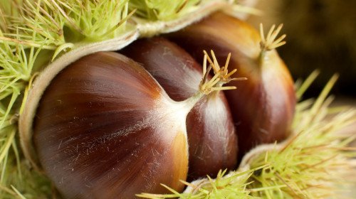 栗子能治腎虛、腰腿無力，它能夠通腎益氣，厚胃腸。