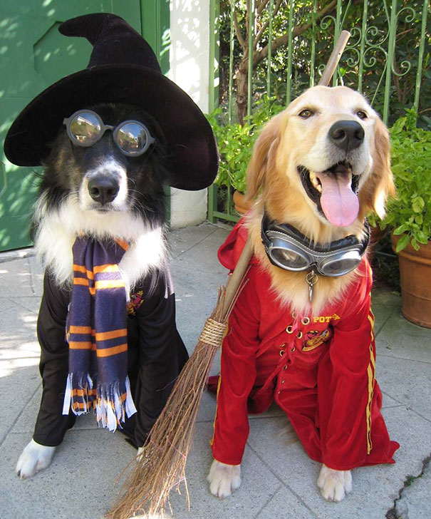 C:\Users\Sophia\AppData\Local\Microsoft\Windows\INetCache\Content.Word\halloween-dog-costumes-7-57fcb655366f8__605.jpg
