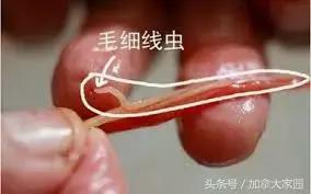 這6年，我生不如死！只是因為吃了這條魚……