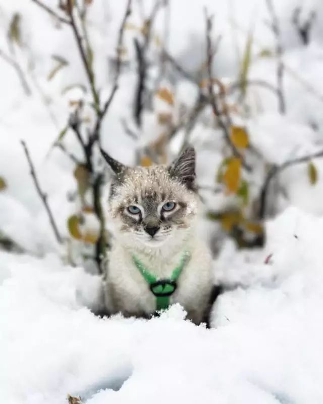 https://mmbiz.qlogo.cn/mmbiz_jpg/XIo5icAdibUPIomVrFnLDLfrAzCRIEtNXeJUzYqia9lMXbo8DwNUq8QZwicZZzOSdD5qYRmC1W9R3icSdjRoccfsb1w/0?wx_fmt=jpeg
