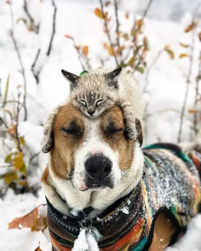 https://mmbiz.qlogo.cn/mmbiz_jpg/XIo5icAdibUPIomVrFnLDLfrAzCRIEtNXeobGXyCibqiavZ7TxeVDvOJosLiajSdTdQREBIdIOnbkt9yjb2cNsc0l5g/0?wx_fmt=jpeg