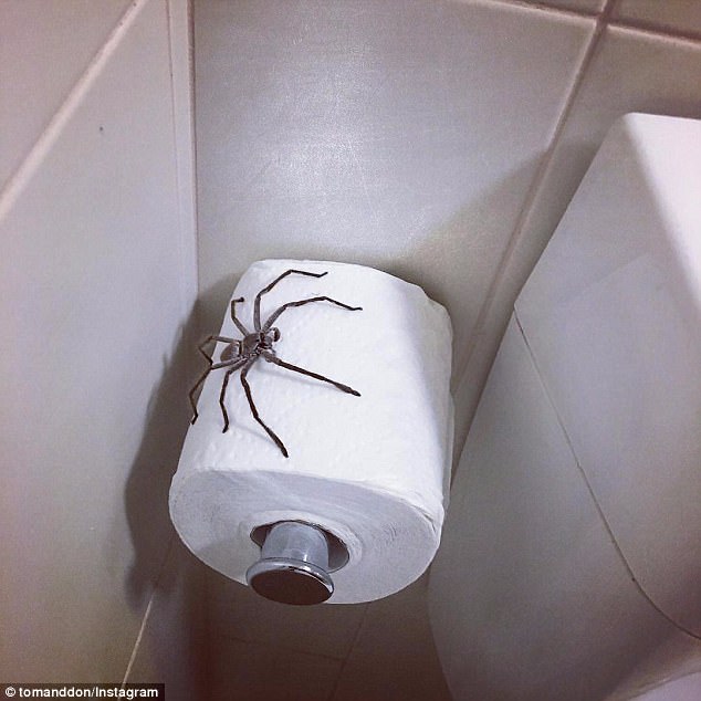Huntsmen are often found hiding inside cars, behind the sun visor, but are also a fairly common sight inside houses