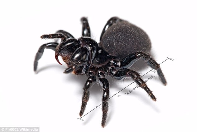 Mouse spiders look similar to funnel-web spiders and their bite can be quite dangerous 