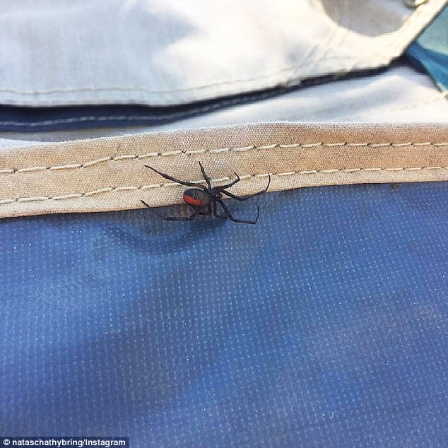 Mr Christensen says Redbacks are often under things and the easiest way to get bitten is to grab something off the ground without looking