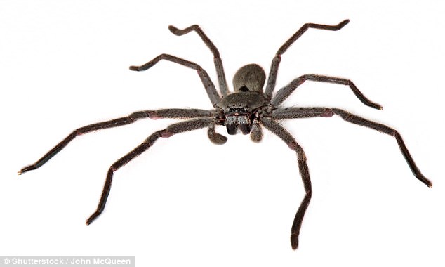 The huntsman spider may appear intimidating to humans, but its venom is not dangerous 