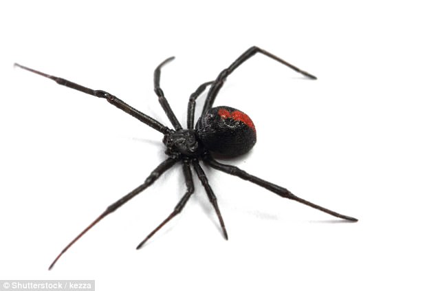 The Redback spider is more likely to bite a human than any other Australian animal