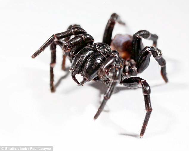 The Sydney Funnel Web spider is one of the world's most dangerous spiders due to its poisonous venom. There has not been a recorded death since 1981 when the antivenom was produced