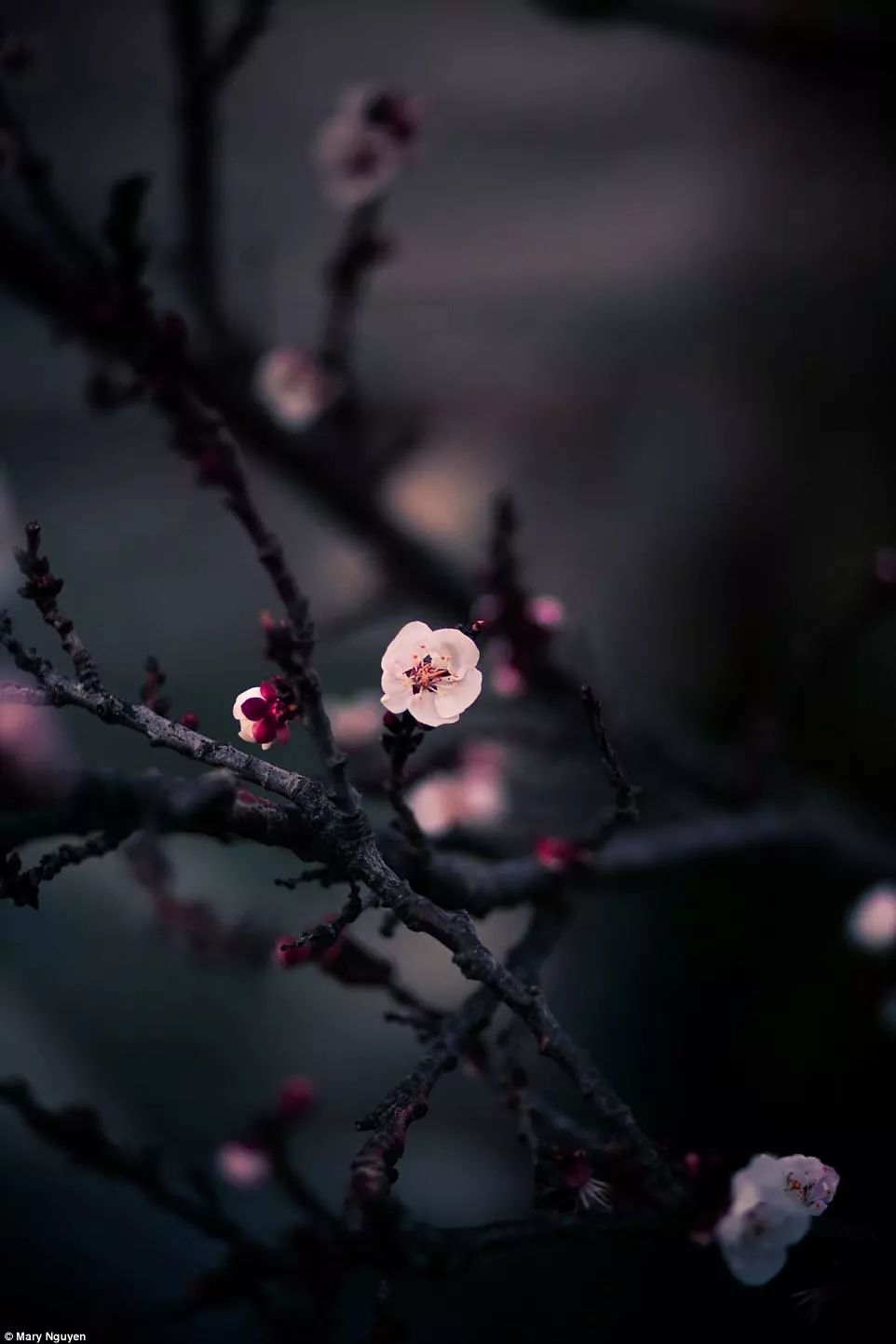 https://mmbiz.qpic.cn/mmbiz_jpg/XIo5icAdibUPJKtGkpGVmibFQpMjpWwEPQBAI5E3OvLY8lCxxKfqM4cwDVrtkzVwckQj18oOciaSViaOyUF8V4byW8A/0?wx_fmt=jpeg