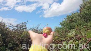 apple