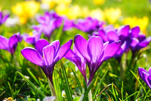 C:\Users\Sophia\AppData\Local\Microsoft\Windows\INetCache\Content.Word\crocus-318291__340.jpg