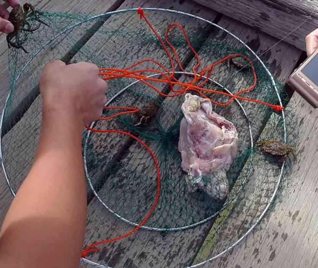 全体注意!悉尼海滩已被顶级海鲜攻陷,竟然能免费抓!从早到晚,小伙伴捞的爽翻了!隔着屏幕哈喇子流了一地...