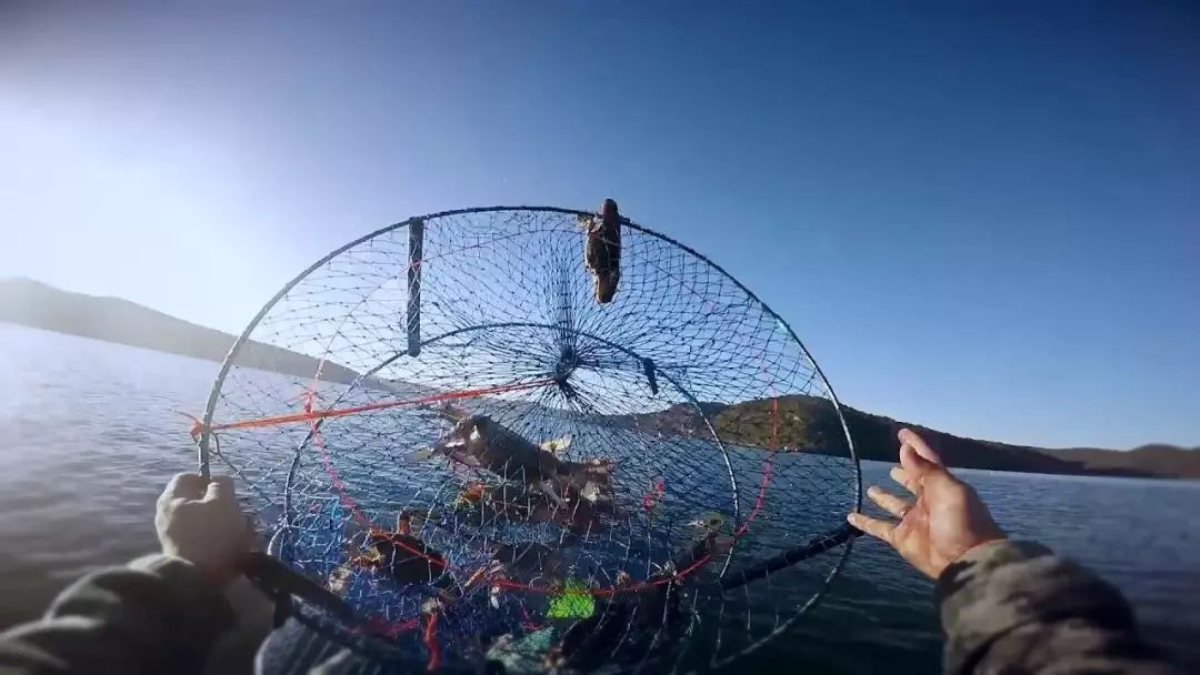 全体注意!悉尼海滩已被顶级海鲜攻陷,竟然能免费抓!从早到晚,小伙伴捞的爽翻了!隔着屏幕哈喇子流了一地...