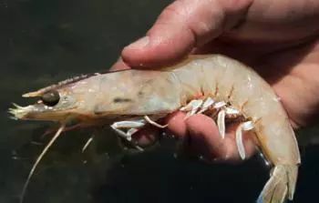 全体注意!悉尼海滩已被顶级海鲜攻陷,竟然能免费抓!从早到晚,小伙伴捞的爽翻了!隔着屏幕哈喇子流了一地...