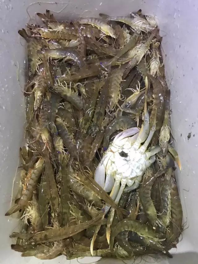 全体注意!悉尼海滩已被顶级海鲜攻陷,竟然能免费抓!从早到晚,小伙伴捞的爽翻了!隔着屏幕哈喇子流了一地...
