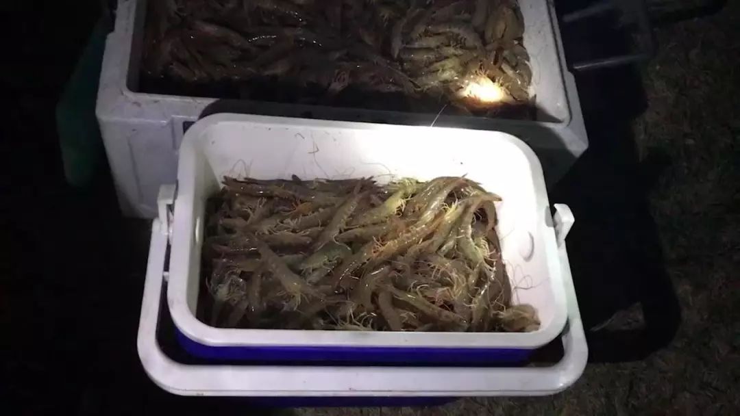 全体注意!悉尼海滩已被顶级海鲜攻陷,竟然能免费抓!从早到晚,小伙伴捞的爽翻了!隔着屏幕哈喇子流了一地...