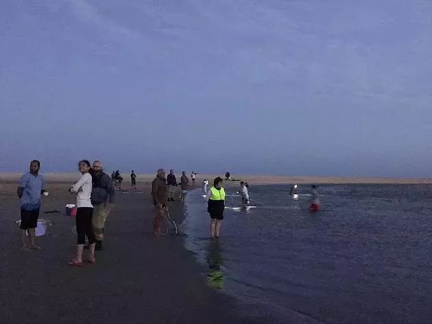 全体注意!悉尼海滩已被顶级海鲜攻陷,竟然能免费抓!从早到晚,小伙伴捞的爽翻了!隔着屏幕哈喇子流了一地...