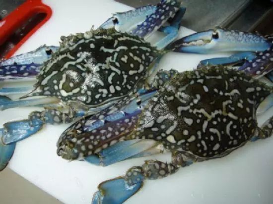 全体注意!悉尼海滩已被顶级海鲜攻陷,竟然能免费抓!从早到晚,小伙伴捞的爽翻了!隔着屏幕哈喇子流了一地...