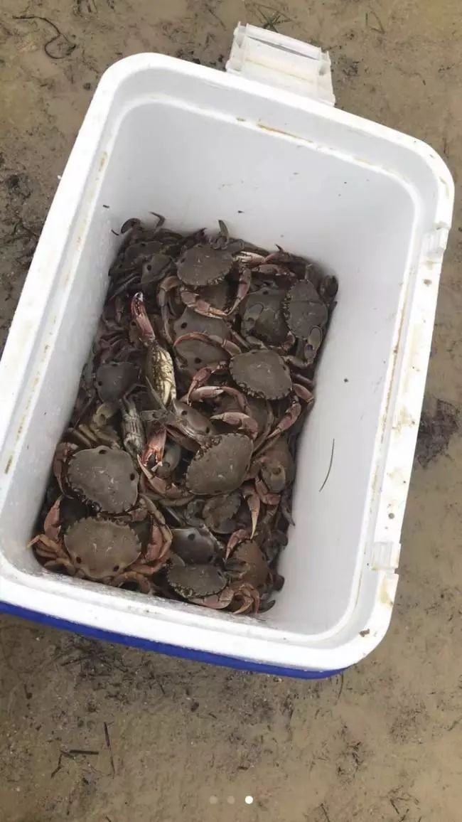 全体注意!悉尼海滩已被顶级海鲜攻陷,竟然能免费抓!从早到晚,小伙伴捞的爽翻了!隔着屏幕哈喇子流了一地...