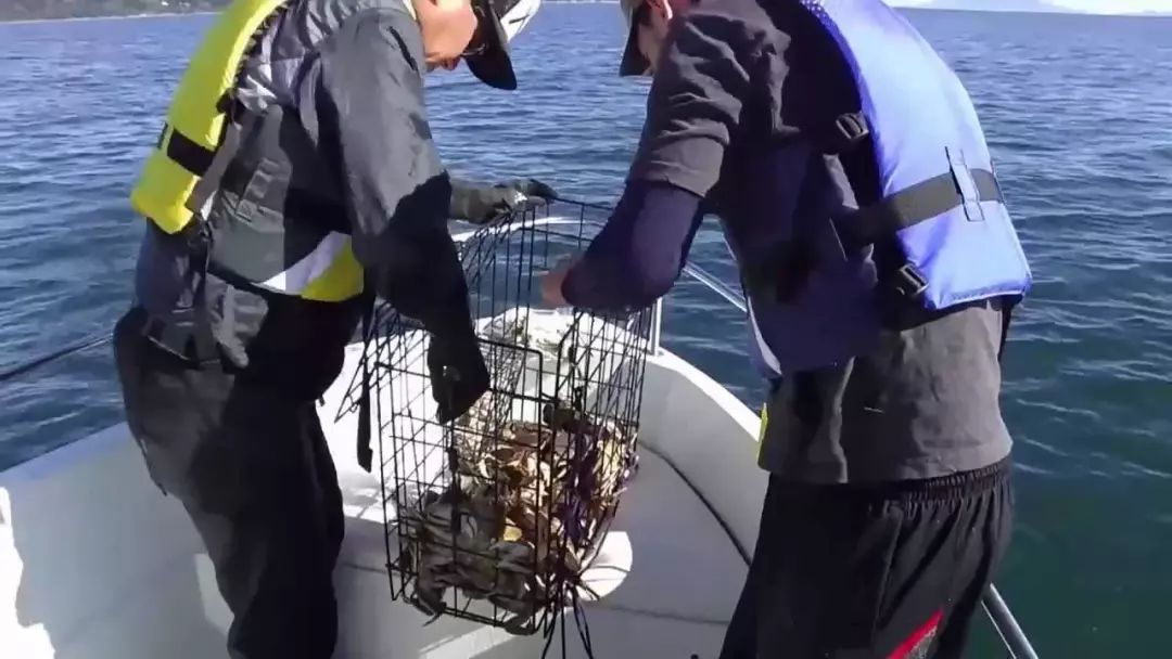 全体注意!悉尼海滩已被顶级海鲜攻陷,竟然能免费抓!从早到晚,小伙伴捞的爽翻了!隔着屏幕哈喇子流了一地...