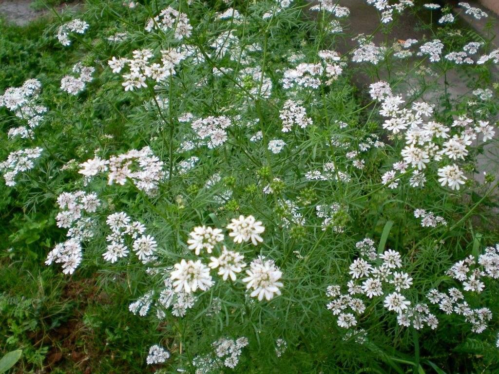 香菜.jpg