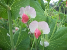 豌豆花.jpg