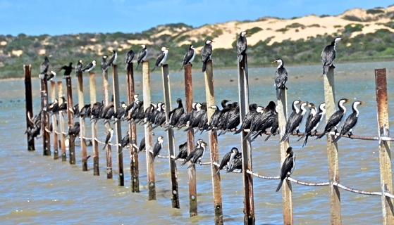 http://adelaidebbs.com/bbs/data/attachment/forum/201804/26/064000vt3orcruooou3j8r.jpg