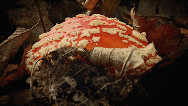 http://www.52hrttpic.com/image/infoImage/201804/06/G1522376420062.gif?640x362