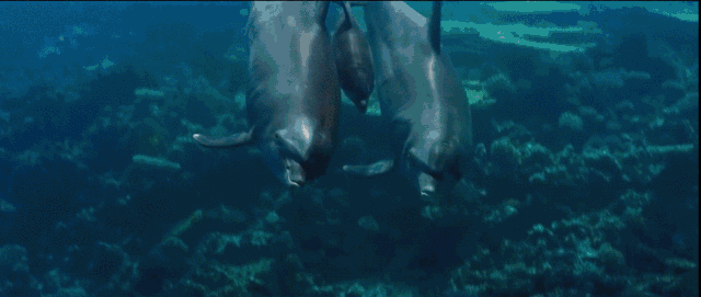 http://www.52hrttpic.com/image/infoImage/201804/06/G1522376420063.gif?640x271