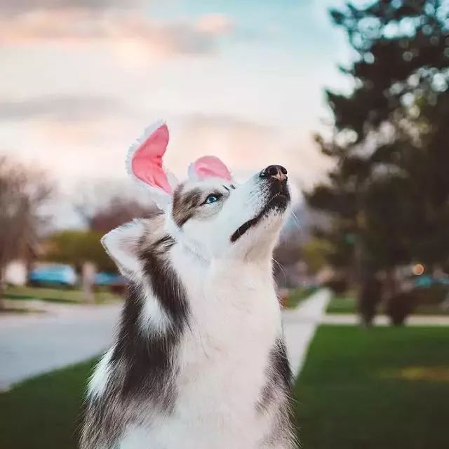https://mmbiz.qpic.cn/mmbiz_jpg/XIo5icAdibUPIasKxgfc2uvj4aXeDcCmx0kbxJqRaNIAvntSf9bOJvBdT8XDSdxXGUQLcvIouwZLYx4vBhMkVppg/640?wx_fmt=jpeg