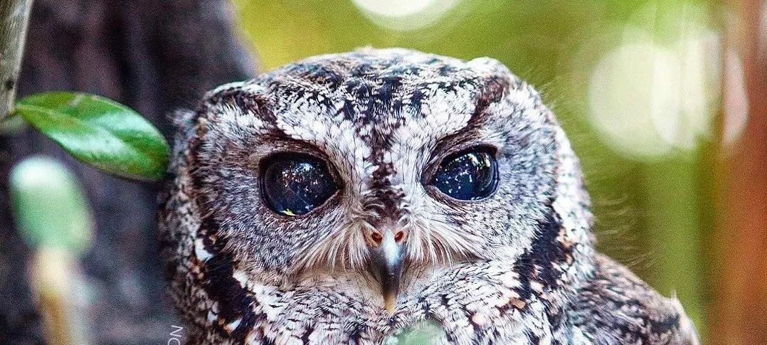 https://mmbiz.qpic.cn/mmbiz_jpg/XIo5icAdibUPITwlyY8JzRjhcBUmupB5GQSfTbokujuDYcbPMyTga8W3XeZXKoliaWTIQgj9h2wIbWN4hamBKppqA/640?wx_fmt=jpeg