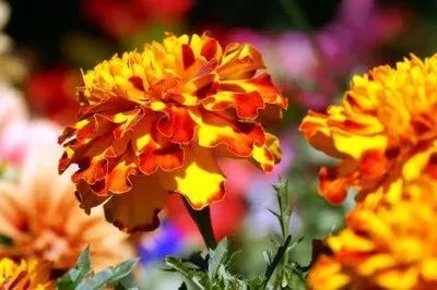 https://mmbiz.qpic.cn/mmbiz_jpg/XIo5icAdibUPITwlyY8JzRjhcBUmupB5GQJp98qhl44rt8R5xVPmqAJNPNb0wBaZqCuxDic3OxkJ7S4nwBKx2YX9Q/640?wx_fmt=jpeg