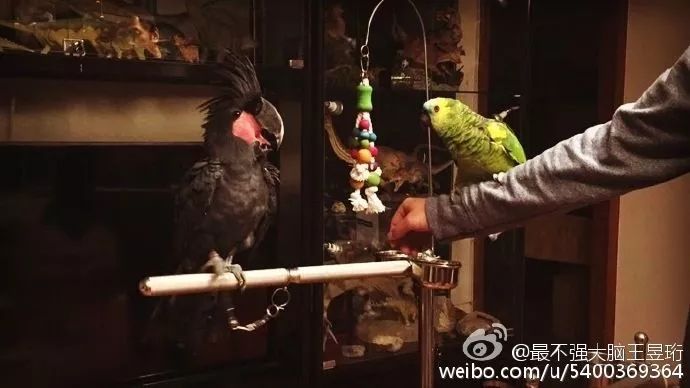 https://mmbiz.qpic.cn/mmbiz_jpg/zKBwDdu8U8GBLhgvaH7dCkjNg2I6K83pnc4Sb8OZpXfrkz1Y3V7ttUQaibibibfb8bWM5icJLUiaeQTPowEhJSkJibgA/640?wx_fmt=jpeg