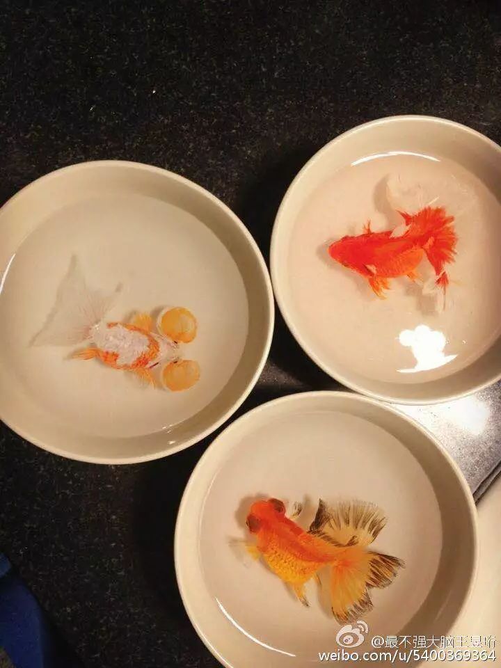 https://mmbiz.qpic.cn/mmbiz_jpg/zKBwDdu8U8H9W5aOeQEfZgxia7FfKsbD4mHzTrPRknIBDp5GWtFkEdwEGYpaw9Iia9CPxwurYZXZSCLdRKRonavA/640?wx_fmt=jpeg