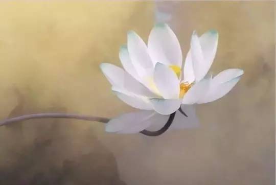 https://tc.sinaimg.cn/maxwidth.800/tc.service.weibo.com/mmbiz_qpic_cn/52b10a5763220254a0cb29374a59441d.jpg