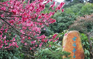 https://visionmagazine.com.au/article_photo/17/20180415041608-Plum-Blossom-4.jpg