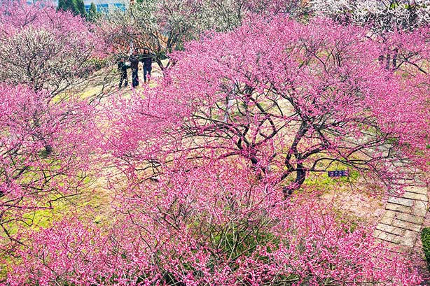 https://visionmagazine.com.au/article_photo/17/20180415041553-Plum-Blossom-2.jpg