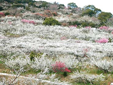 https://visionmagazine.com.au/article_photo/17/20180415041620-Plum-Blossom-3.jpg