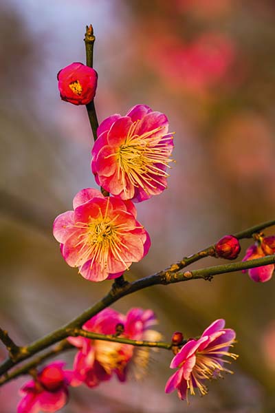 https://visionmagazine.com.au/article_photo/17/20180415041631-Plum-Blossom-5.jpg