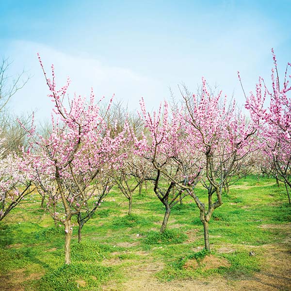 https://visionmagazine.com.au/article_photo/17/20180415041641-Plum-Blossom-6.jpg
