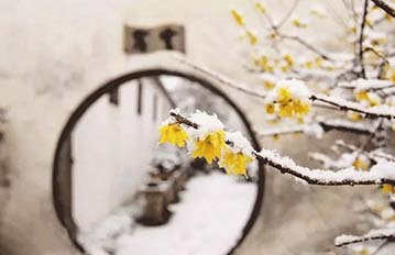 https://visionmagazine.com.au/article_photo/17/20180415041655-Plum-Blossom-7.jpg