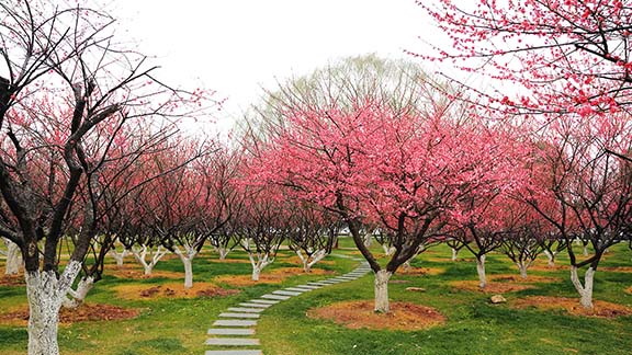 https://visionmagazine.com.au/article_photo/17/20180415041707-Plum-Blossom-8.jpg