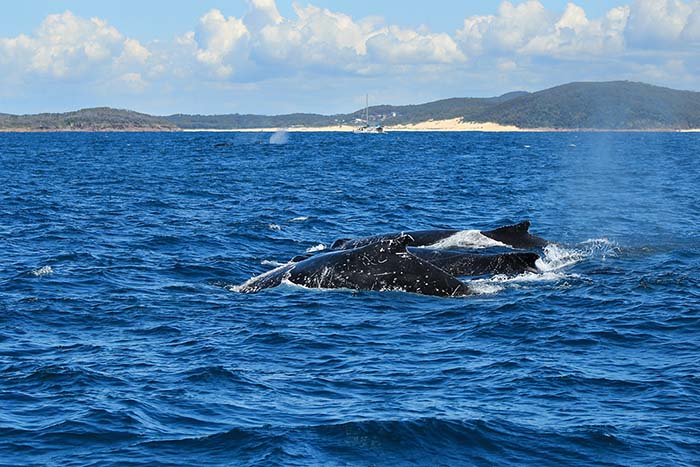 https://visionmagazine.com.au/article_photo/17/20180415035501-port-stephens-2.jpg