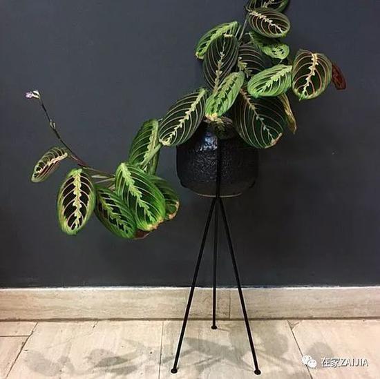 http://n.sinaimg.cn/fashion/crawl/299/w550h549/20180508/c6AA-hacuuvv0695462.jpg