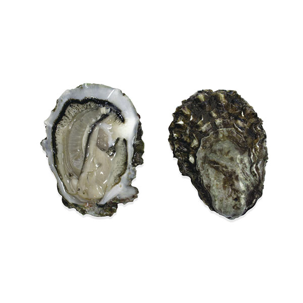 http://www.wesydney.com.au/wp-content/uploads/2017/05/%E7%86%8A%E6%9C%AC%E7%94%9F%E8%9A%9DLive-Kumomoto-Oysters.jpg