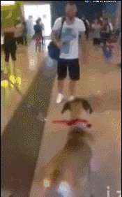 https://mmbiz.qpic.cn/mmbiz_gif/x1y3FkrmsGIMwusibhHgvUtp6mPUbjFGEb1Y9dJUQvFWreFFkXuweCj5fxHVTibIygIepzSy4XCxV2nVUy3m5yRA/640?wx_fmt=gif