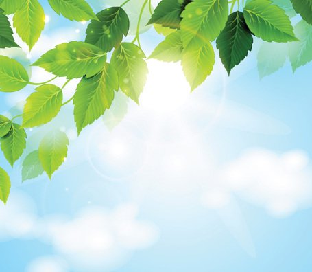 Z:\594-20180512\Final\B Section\B17\sunny-sky-with-green-leaves-background-free-28695.jpg